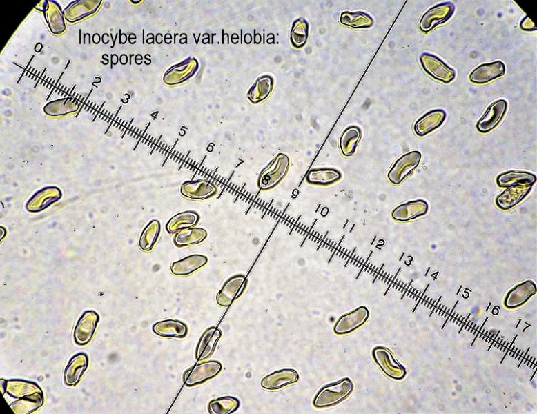 Inocybe lacera var.helobia-amf1012-spores.jpg - Inocybe lacera var.helobia ; Nom français: Inocybe des lieux humides 